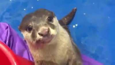 Otter showing a human how to pet him.