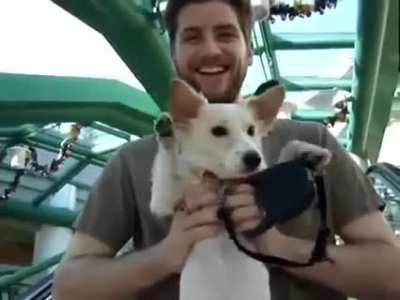 Dog is a little confused while riding down escalator.