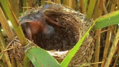 🔥 A cuckoo chick evicts other eggs from the nest to ensure its own survival.