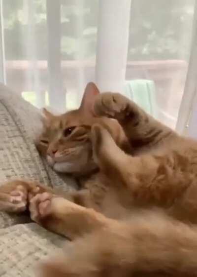 cat.exe has stopped working