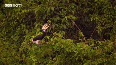 🔥 Male Hornbill catching bats to feed his mate.