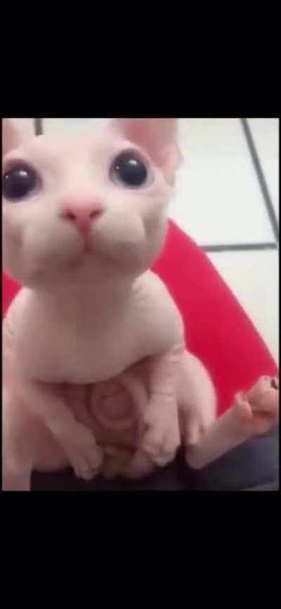 The CUTEST hairless cat I’ve ever seen!!