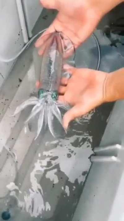 This transparent cockatoo squid, AKA glass squid.