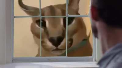 look everybody it is the funny caracal