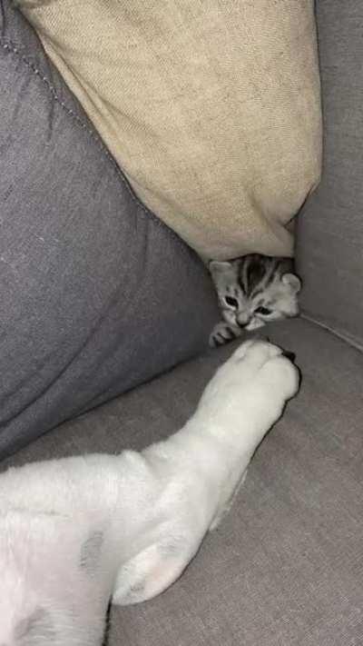 Feisty kitten trying to provoke our sleeping Bulldog