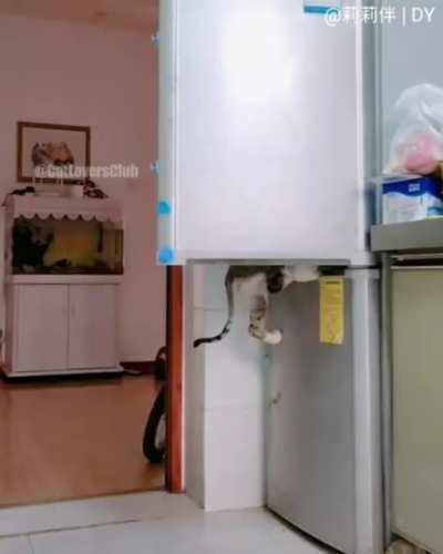 Cats rob owners fridge.