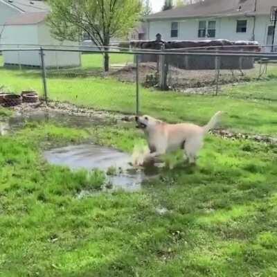 Blind dog finds a puddle…