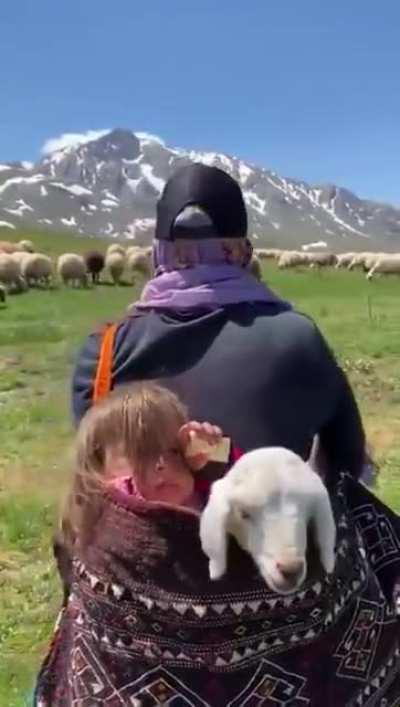 Bir çoban, Erzincan 🐑