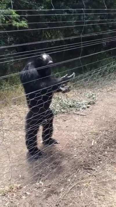 Chimp Walking Erect