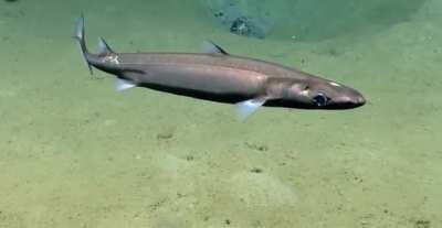 Black dogfish (Centroscyllium fabricii) at a depth of 601 meters (1,972 feet) in the Gulf of Mexico