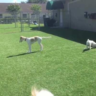 Blind dog trying his best to make new friends