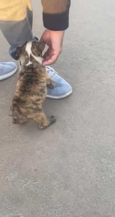 Baby French bulldog puppy terrorizing tourists! 😂 Guess what city this is in?