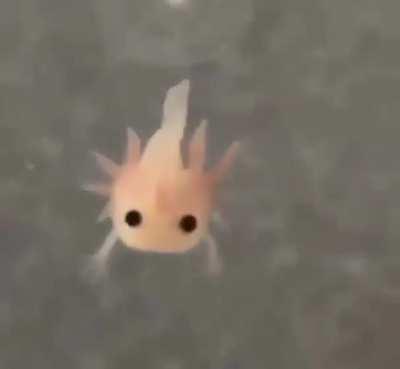 A newly born axolotl