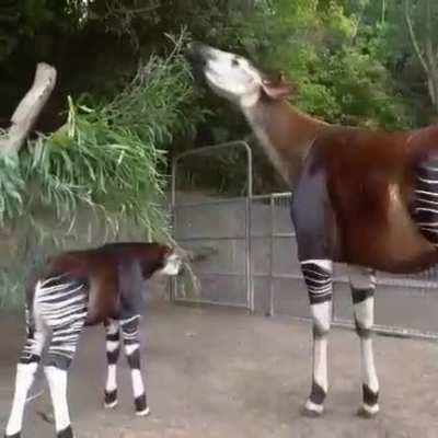 🔥 Okapi,looks like a deer, partially has the color of a zebra, and its closest relative is a giraffe.