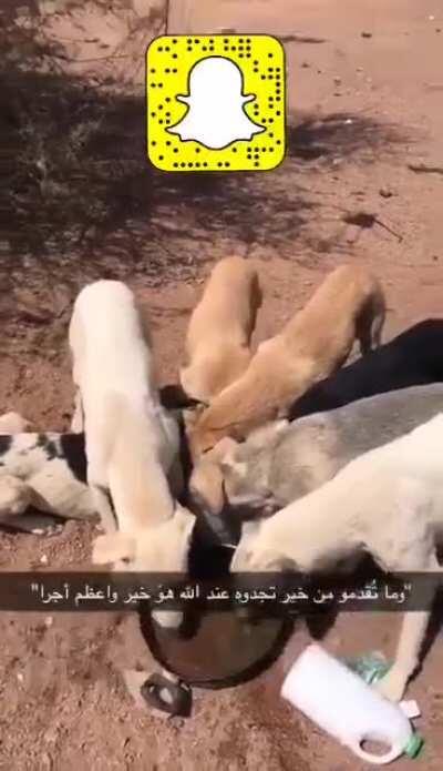 A guy feeding thirsty stray dogs in the Saudi Arabian desert. It gets to 50 Celsius sometimes at this time of the year. Be kind to animals