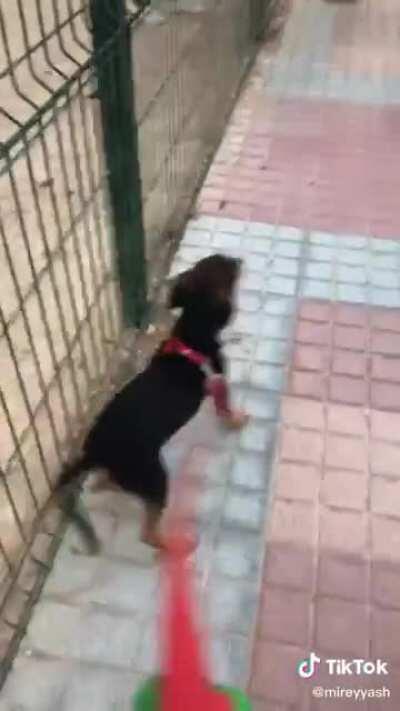 A wiggle with a dog attached to it