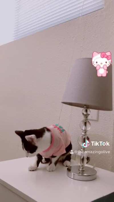 Cat dressed like human does tricks for the tiktok