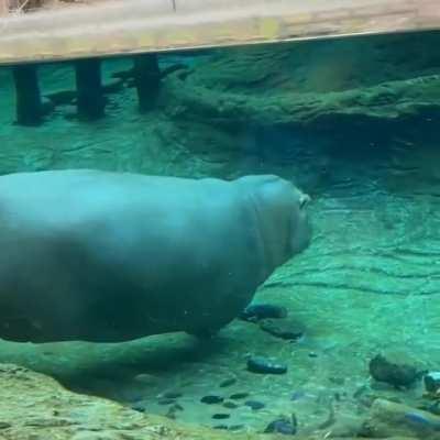 Hippo swimming underwater