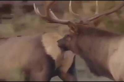 He just want some ass