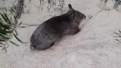 Pebbles the wombat is so playful! She lives at the Wombat Awareness Organization in south Australia, the world's only cage-free wombat sanctuary.