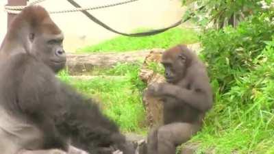 It's not unusual for Silverbacks to be affectionate father figures. Shabani just takes that up to 11