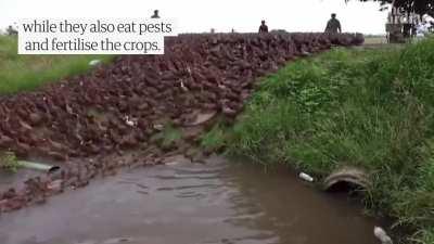 Using Hundreds of Ducks to remove weeds for farming