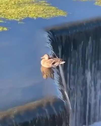 Duck sitting on edge of waterfall without falling off