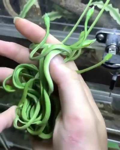 A handful of Asian Vine snakes