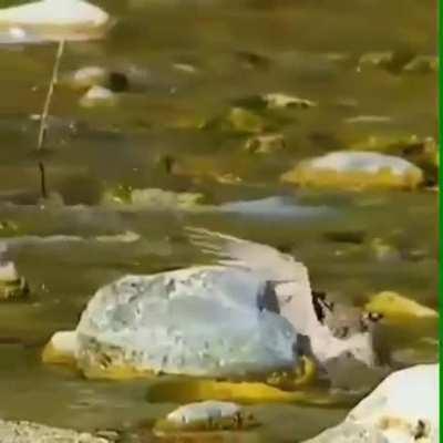 🔥 Cat killing two birds with one jaw