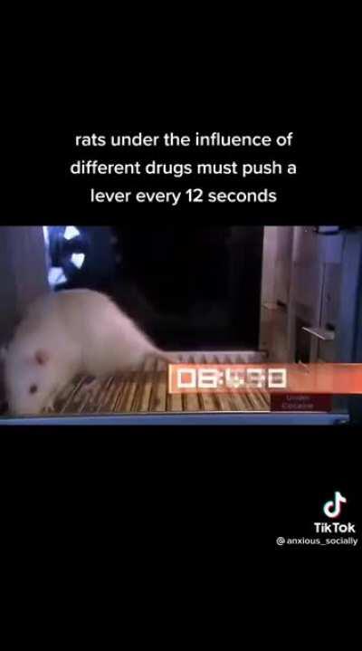 What happens if you ask drugged up rats to press a lever every 12 seconds?