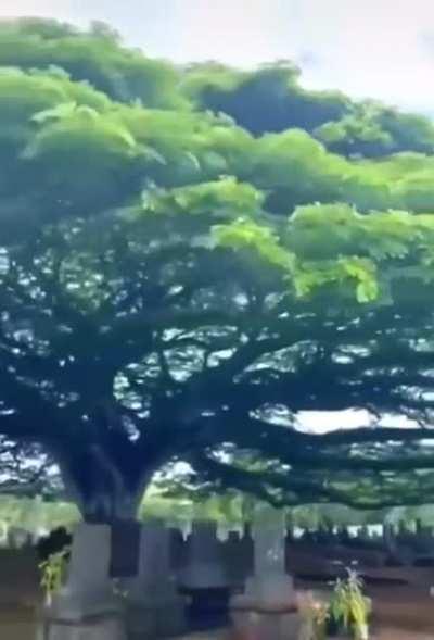 Tree at a cemetery