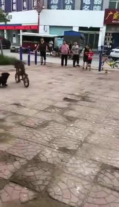 Monkey steals a bike, dog gives chase.