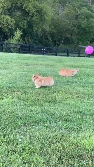 2 adorable sausages, figured this belongs here too