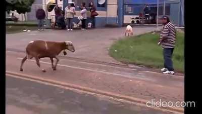 WCGW underestimating a goat.