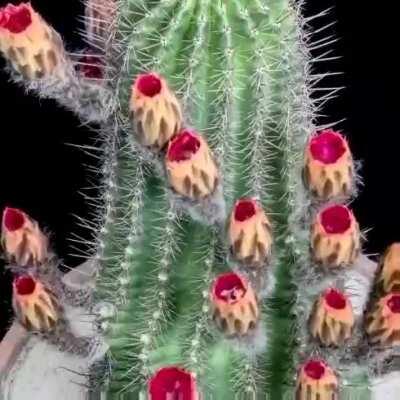 Time lapse of cactus flowers blooming