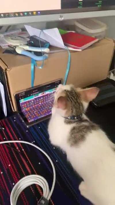 cat parents who WFH listen