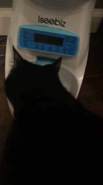 My cat eats rationed meals from a robofeeder, food is serious business to her.