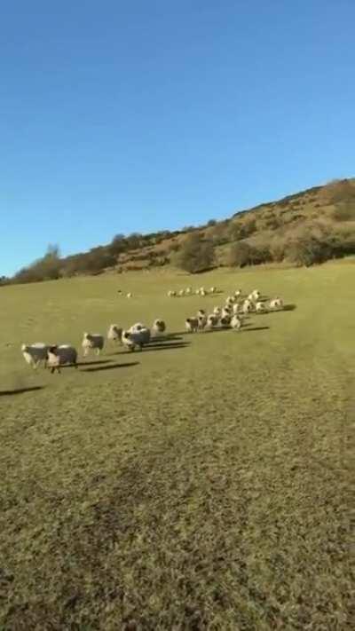 Herding sheep. Satisfying