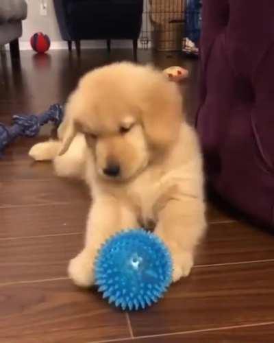 doggo loves playing with his ball