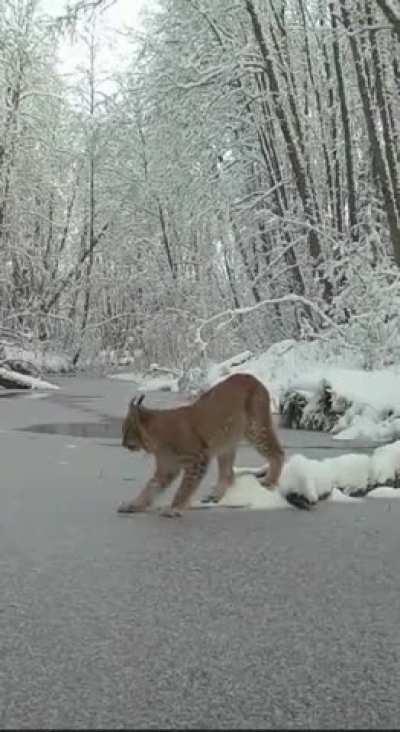 the way this bobcat decides to jump across once it hears the ice crack