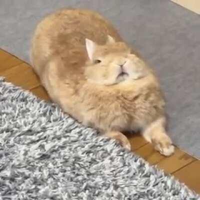 Ladies and gentlemen, may I present to you, THE BIG CHUNGUS