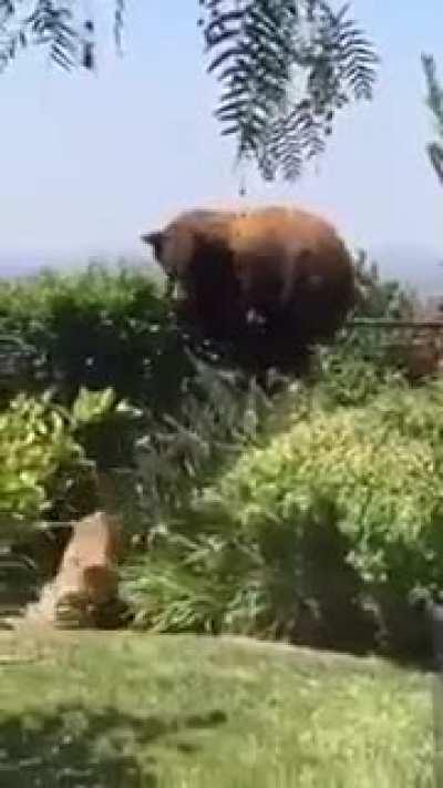 Temos aqui o melhor cão de guarda do mundo