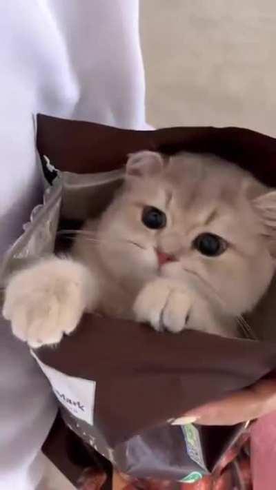 A cat in a bag