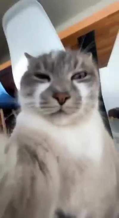 Selfie cat