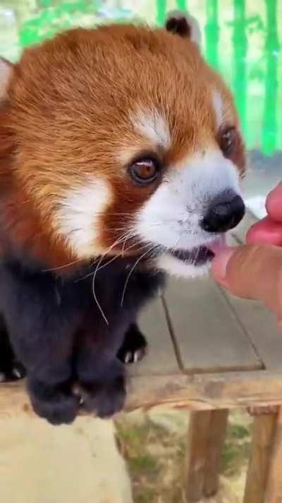 Red Panda Eating