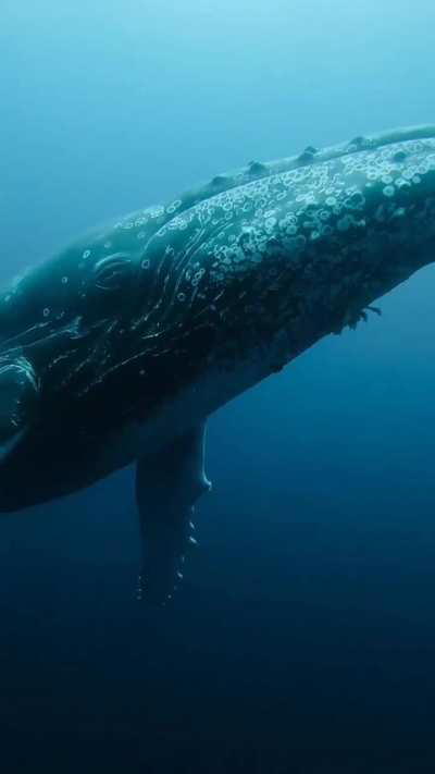 Humpback recorded sleeping before he woke up..