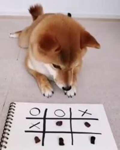 Dog mastering tic-tac-toe