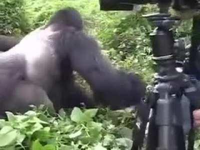 A gorilla's gentle reminder that he could easily kill you.