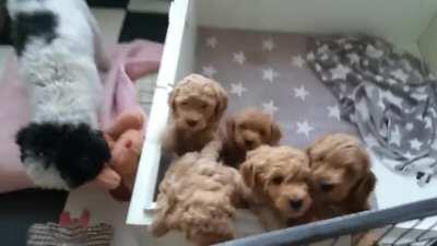 My 7 week old poodle puppies