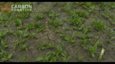 Lasering Weeds on a Spinach Farm